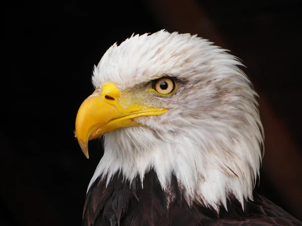 Portrait of eagle - the look — Stock Photo, Image