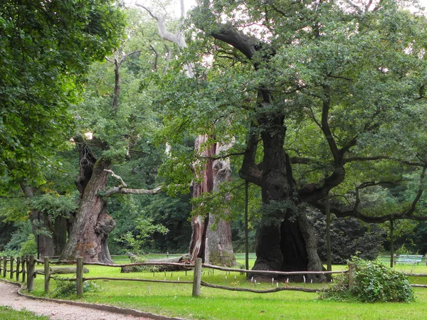 stock image Famous European oldest oaks