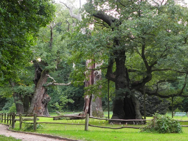 Berömda europeiska äldsta oaks Stockfoto