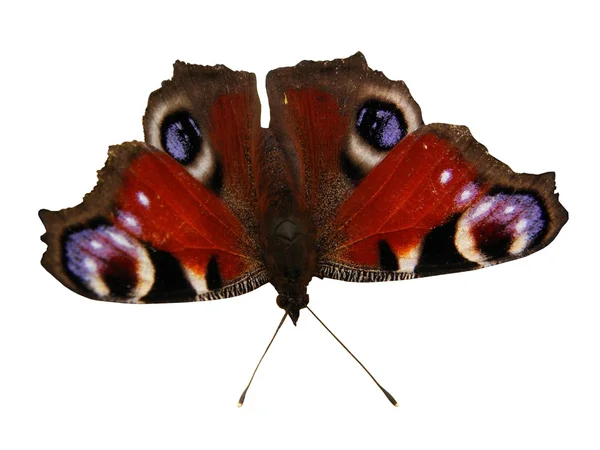 Павич метелик ізольовані Ліцензійні Стокові Фото