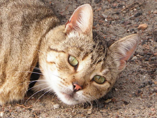 stock image Homless cat