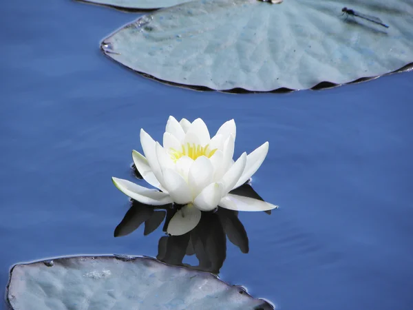 Spring flower - water lily, close up — Stock Photo, Image