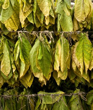 Tobacco leaves clipart