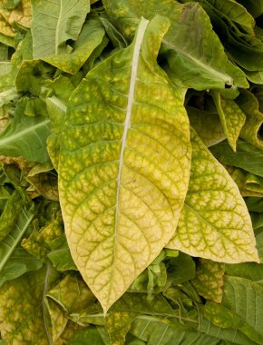 Tobacco leaves clipart