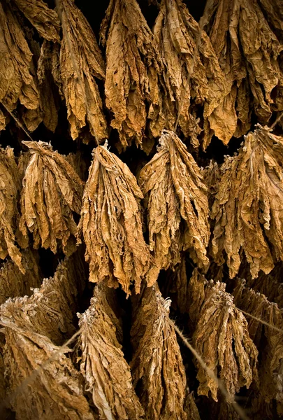 Tabaksbladeren — Stockfoto
