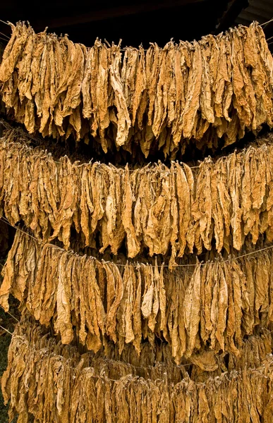 Табак листья — стоковое фото