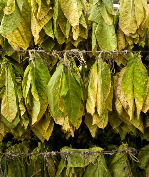 stock image Tobacco leaves