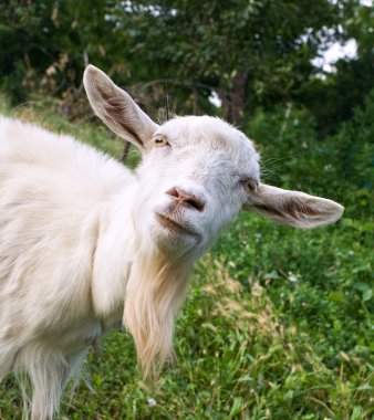 Funny goat clipart