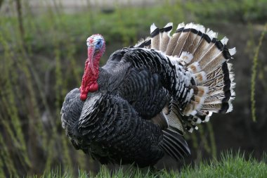 Wild turkey clipart