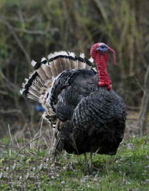 Wild Türkiye