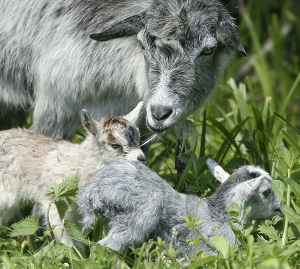 Goat and her kid — Stock Photo, Image