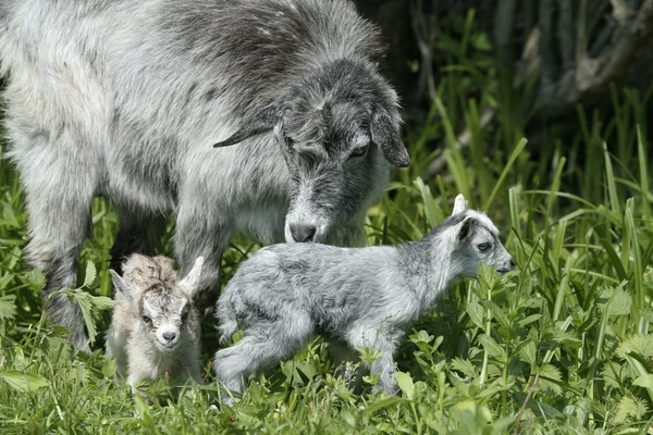Goat and her kids — Stock Photo, Image