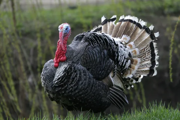 Wild turkey — Stock Photo, Image