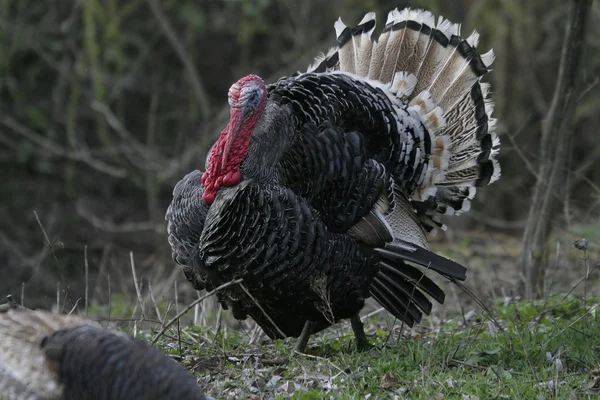 Wild turkey — Stockfoto