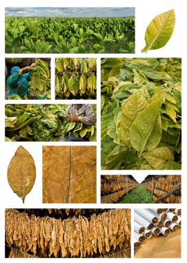 Growing and drying tobacco clipart