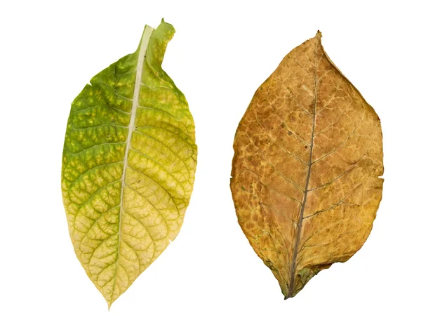 Na białym tle liści tytoniu — Zdjęcie stockowe