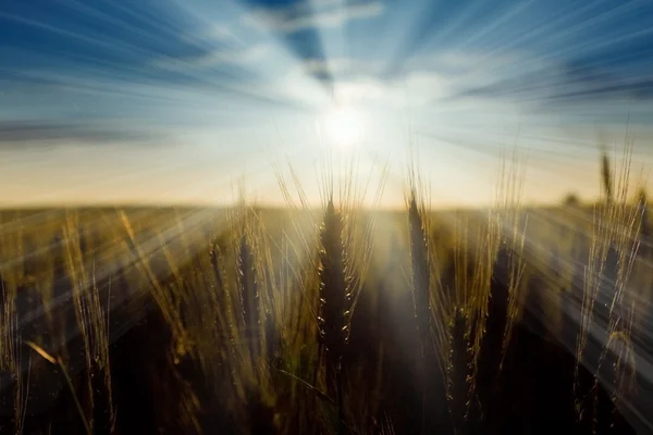 Salida del sol en un campo de trigo —  Fotos de Stock