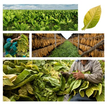 Growing and drying tobacco clipart