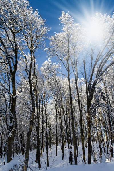 stock image Winter forest