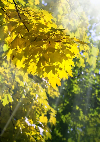 Follaje dorado del árbol — Foto de Stock