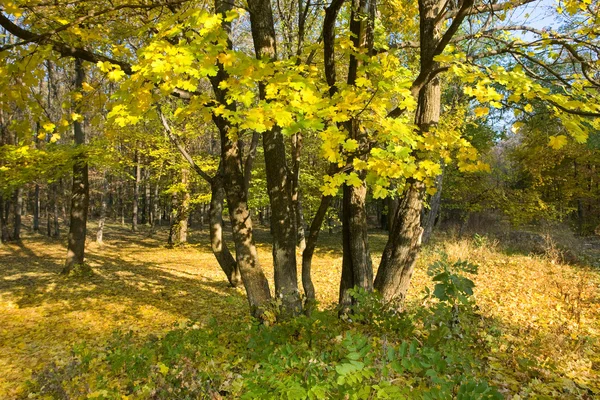 stock image Autumn landscape