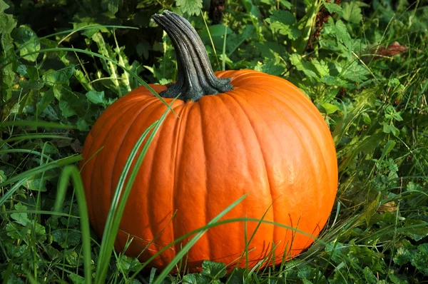 stock image Pumpkin in Patch