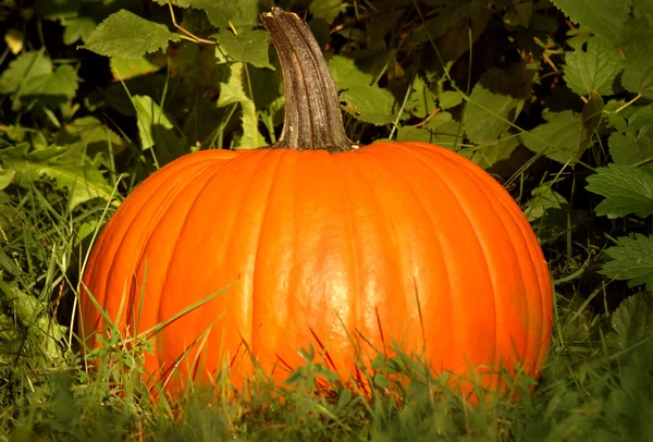 stock image Pumpkin in Patch