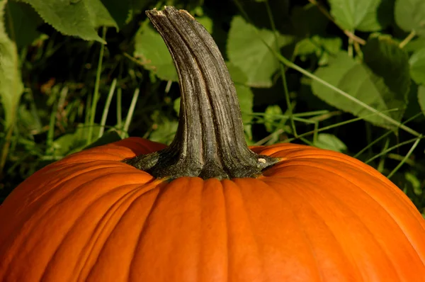 Stock image Pumpkin in Patch