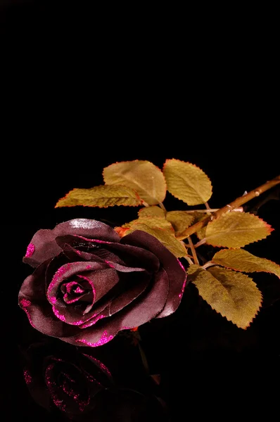 Чорна троянда — стокове фото