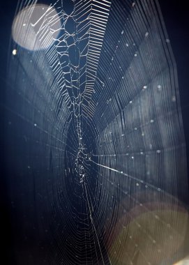 Örümcek Ağı