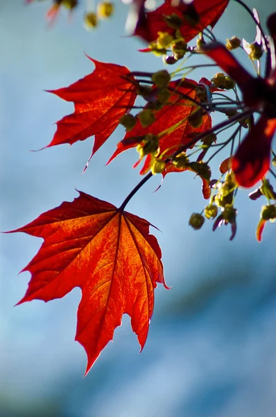 Hoja de otoño — Foto de Stock