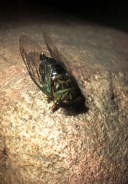 Taş üzerinde büyük böcek — Stok fotoğraf