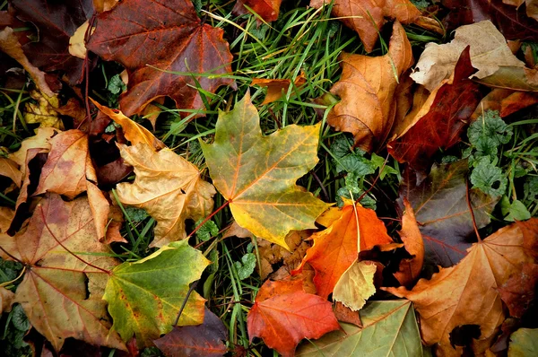 Herbstvereitelung — Stockfoto