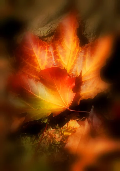 Hoja de otoño — Foto de Stock