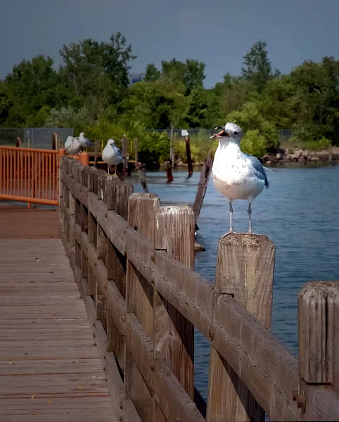 Sea gull çitin üzerinde