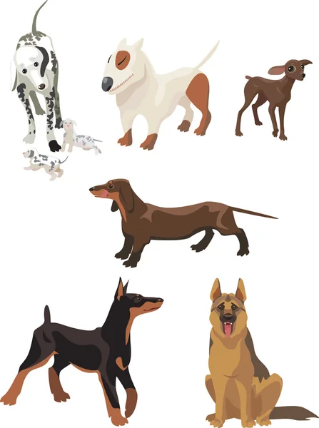 Dogs breeds — Stock Vector