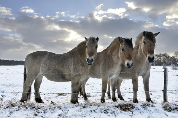 Cavalos fiordes — Fotografia de Stock