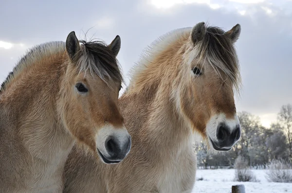 Cavalos fiordes — Fotografia de Stock