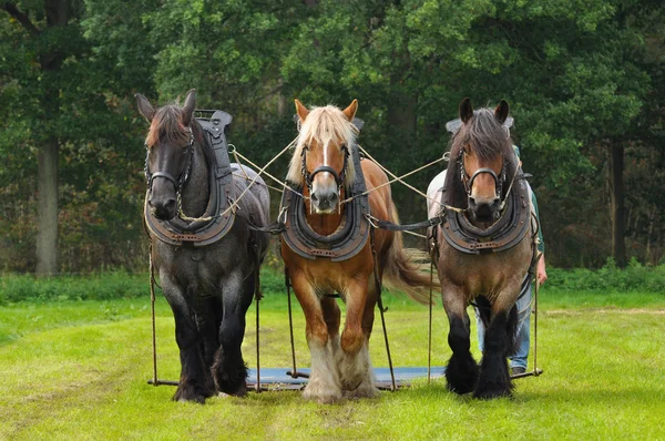 Cavalos belgas — Fotografia de Stock