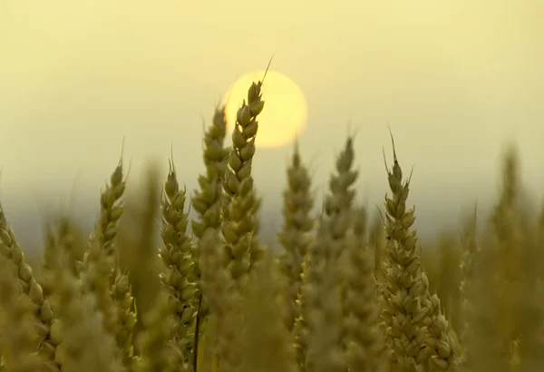 Buğday ve gün batımı — Stok fotoğraf