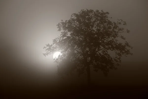 Strom a mlha — Stock fotografie