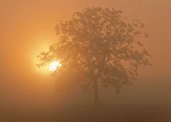 Ağaç güneş ışığı altında — Stok fotoğraf