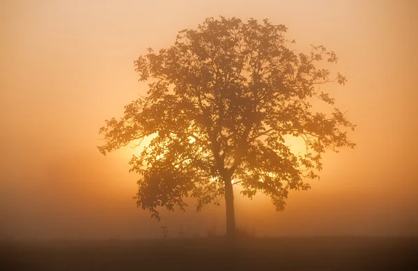 Ağaç güneş ışığı altında — Stok fotoğraf
