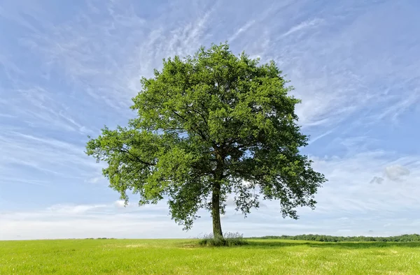 Ett träd — Stockfoto