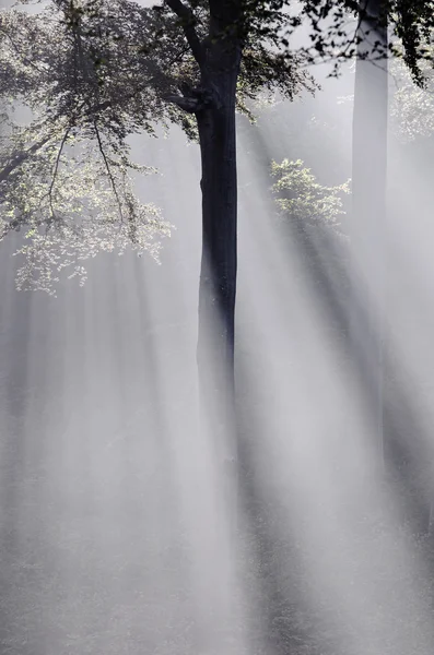 Napfény az erdőben — Stock Fotó