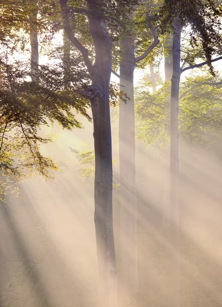 Luz solar na floresta — Fotografia de Stock