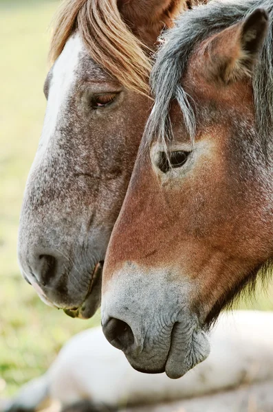 Twee paarden — Stockfoto