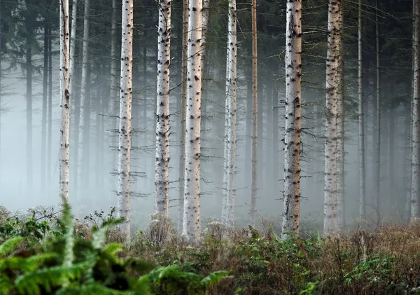 深い森 — ストック写真