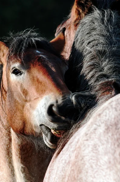 两匹马 — 图库照片