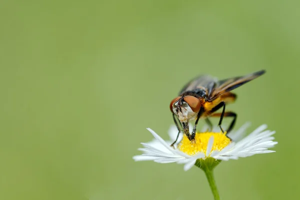 Die Fliege — Stockfoto